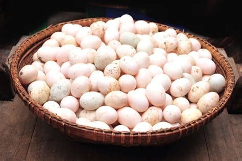 How To Store Duck Eggs Step By Step Guide Homestead Crowd