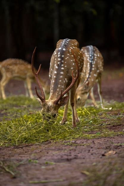 Premium Photo Deer Activity In Captivity Of Tofu In South Kalimantan