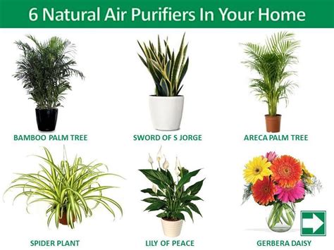 6 Natural Air Purifiers In Your Home Indoor Air Purifying Plants