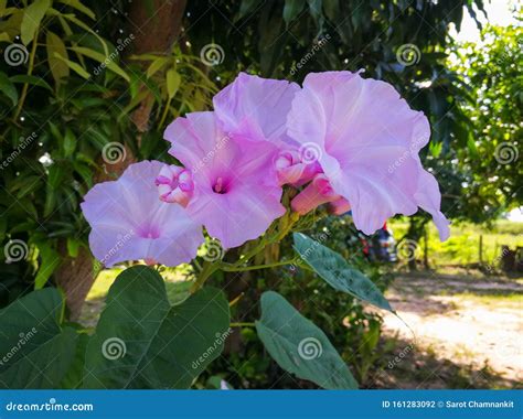 Morning Glory Tree Bush Morning Glory Scientific Name Ipomoea Carnea