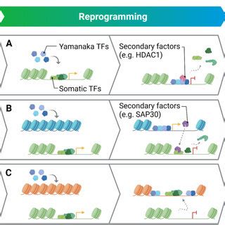 A Simplified Model Of Transcriptional Regulation Illustrating The