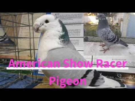 American Show Racer Pigeon Pigeon Variety Youtube