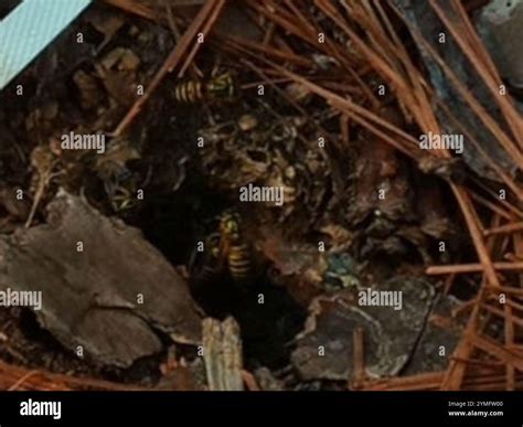 Southern Yellowjacket Vespula Squamosa Stock Photo Alamy