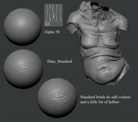 Zbrush Tutorial Zbrush Anatomy Reference