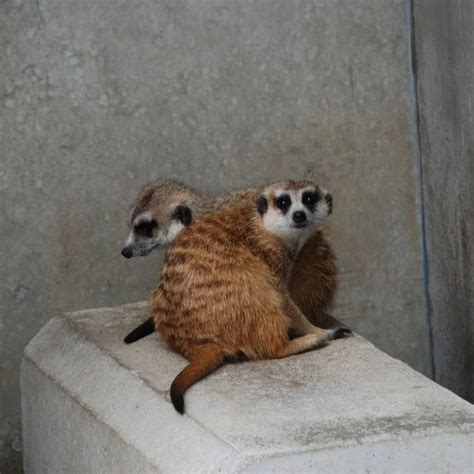 千葉県市川市・動植物園・ミーアキャット 動物 無料写真素材 あみラボ