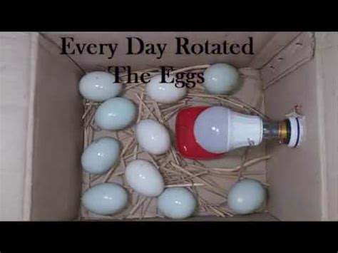 Home Made Egg Incubator Very Easily How To Make An Incubator Duck