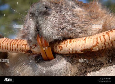 Waters Canadian beaver Castor canadensis muzzle teeth close-up branch animals mammals rodents ...