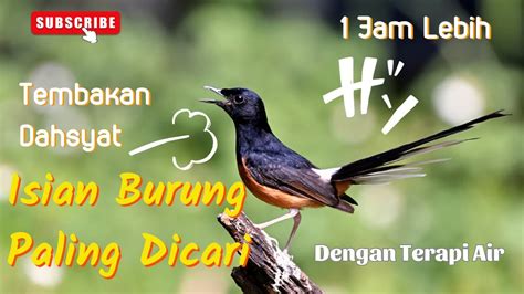 Tembakan Dahsyat Rahasia Masteran Burung Kicau Murai Batu Suara