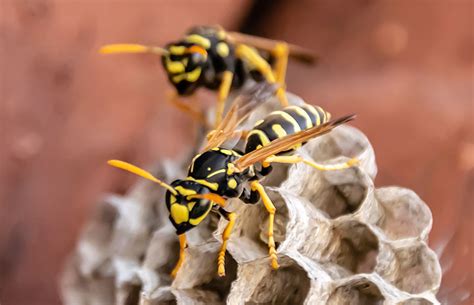 Cómo Acabar Con Las Avispas En El Jardín Paco Jimenez Marbella