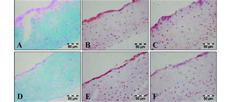 Histological And Immunohistological Staining Of 28 Day Old Chondrocyte