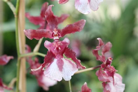 Oncidium Guann Shin Sakurai Orchidroots