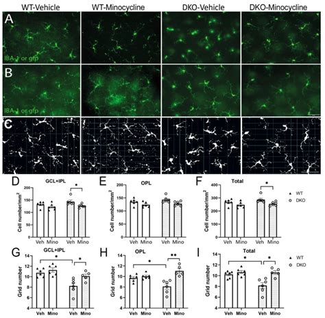 The Effect Of Minocycline In Retinal Microglial Activation Retinal