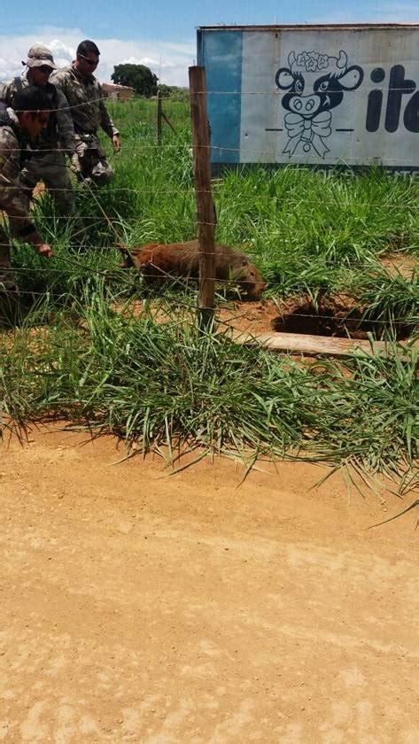 Capivara é resgatada pela PM após cair em cisterna no Paranoá Metrópoles