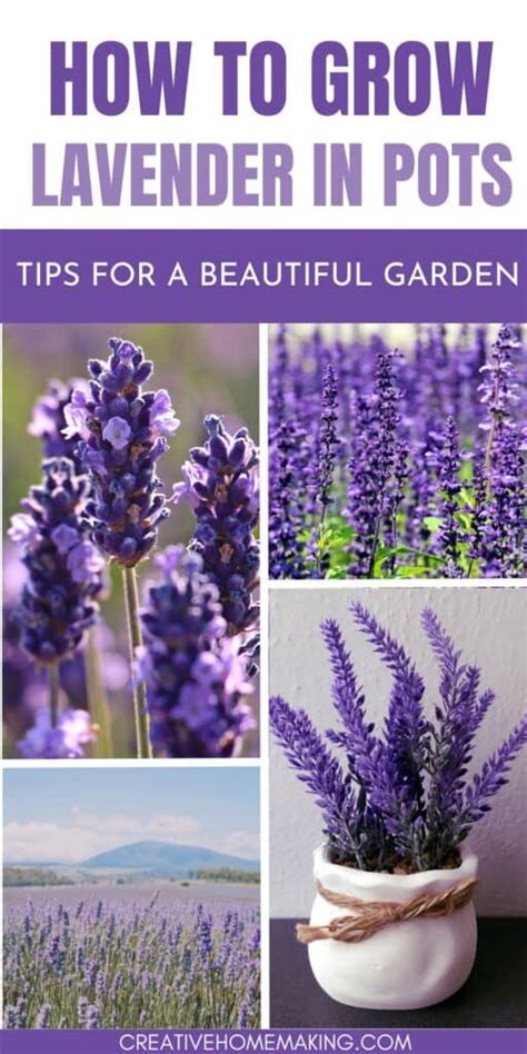 Growing Lavender In Pots Tips And Tricks For A Beautiful Garden