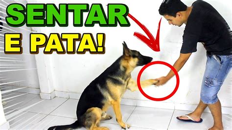 COMO ENSINAR O CACHORRO A SENTAR E DAR A PATA YouTube