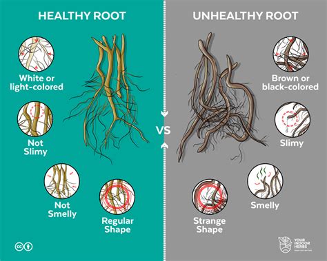 What Are Your Roots Meaning At Felipe Martinez Blog