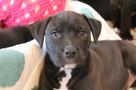 Mastiff/Pitbull mix Puppies