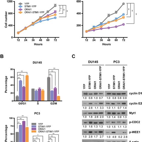 Overexpression Of Stim And Or Orai Slows Cell Growth And The Cell