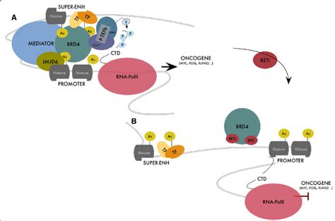 A Schematic Representation Of Brd4 Function In The Organization And