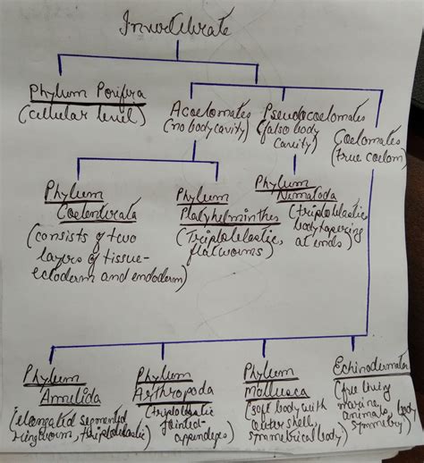 Invertebrates Phylum Chart