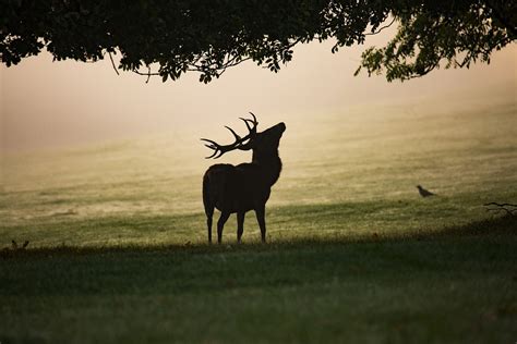 Nebel Hirsch Rothirsch Kostenloses Foto Auf Pixabay