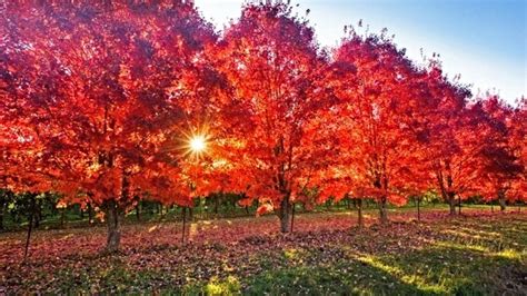 Fall In Love With Magical Autumn Colours In Melbourne Ellaslist