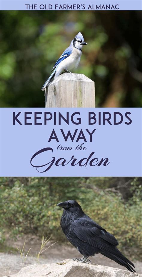 How To Keep Birds Away From Your Garden Keep Birds Away Bird