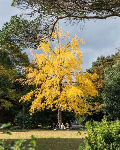 Ginkgo Biloba Cuidados Y Características Guía De Jardín