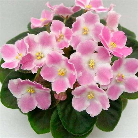 Robs Scrumptious Lyrical Violets