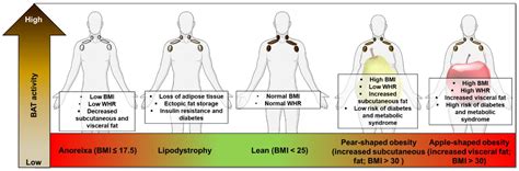 Nutrients Free Full Text Nutritional Regulation Of Human Brown