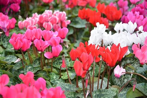 Floare Plante Cyclamen Culori Fotografie Gratuită Pe Pixabay