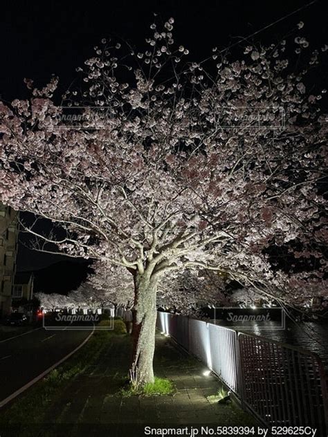 ライトアップされた夜桜の写真・画像素材[5839394] Snapmart（スナップマート）