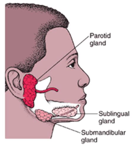 Salivary Gland Pathology Flashcards Quizlet