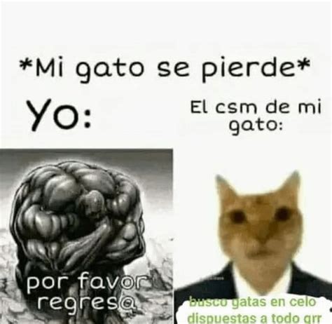 Meme De Mi Gato Desapareciendo Por La Noche Meme By Garbo1077