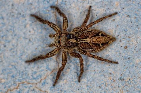 Premium Photo Adult Female Pantropical Jumping Spider Of The Species