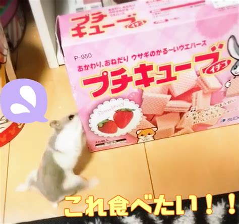 ハムスター用ウエハース プチキューブをレビュー ハムちゃんずとのんびりライフ