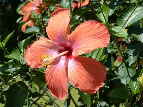 Hibiscus Spp Useful Plants Pl Ntnet Identify