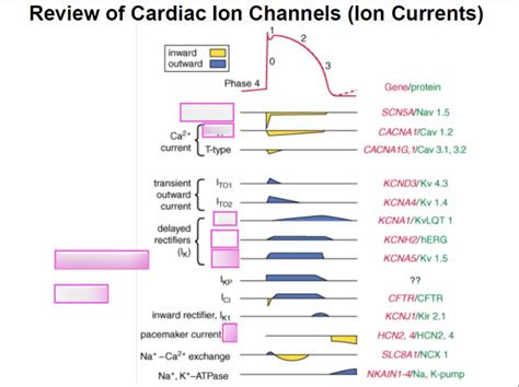 Review Of Cardiac Ion Channels Ion Currents Diagram Quizlet