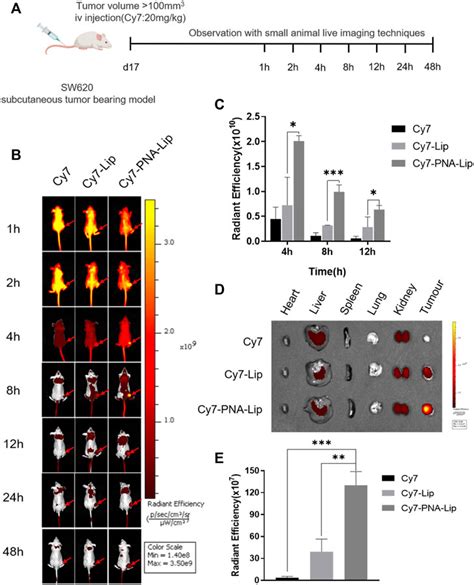 Frontiers Pna Modified Liposomes Improve The Delivery Efficacy Of