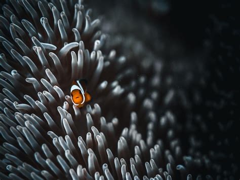 Premium Photo Clown Fish Swimming In Sea