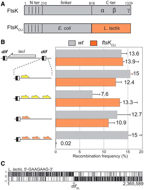 The 5 GAAGAAG 3 Motif Controls L Lactis FtsK Activity In Vivo A