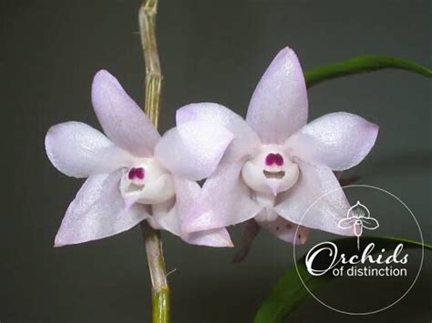 Dendrobium Aduncum Orchids Of Distinction