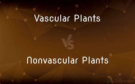 Vascular Plants Vs Nonvascular Plants — Whats The Difference