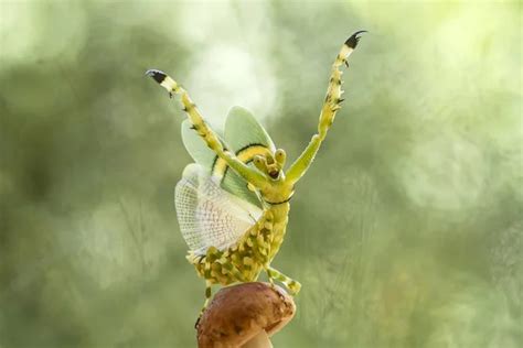 Flying mantis Stock Photos, Royalty Free Flying mantis Images | Depositphotos