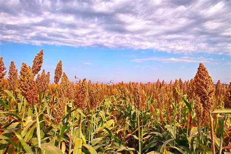 Bajra Is Most Known Millet Across India