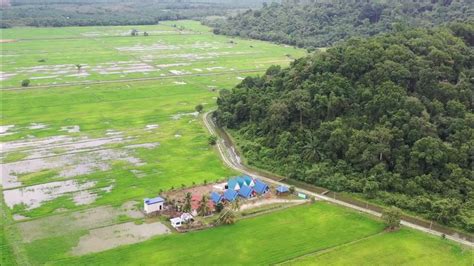 Sawah Padi Mersing Drone View Youtube