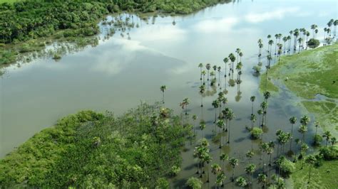 En la región de la Orinoquia la protección conservación y