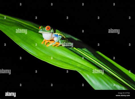 male red eyed tree frog calling stock photo alamy