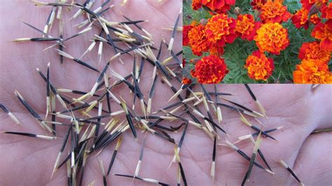 Marigold Seeds