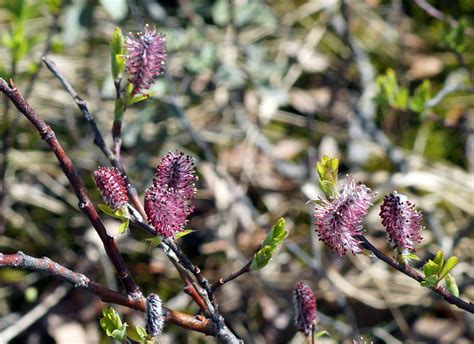 Salix saxatilis - Изображение особи - Плантариум